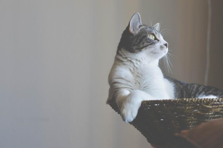 Le chat est couché et regarde ce qu'il se passe à l'extérieur